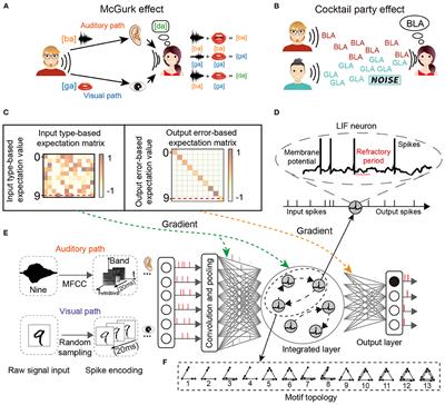 Explaining cocktail party effect and McGurk effect with a spiking neural network improved by Motif-topology